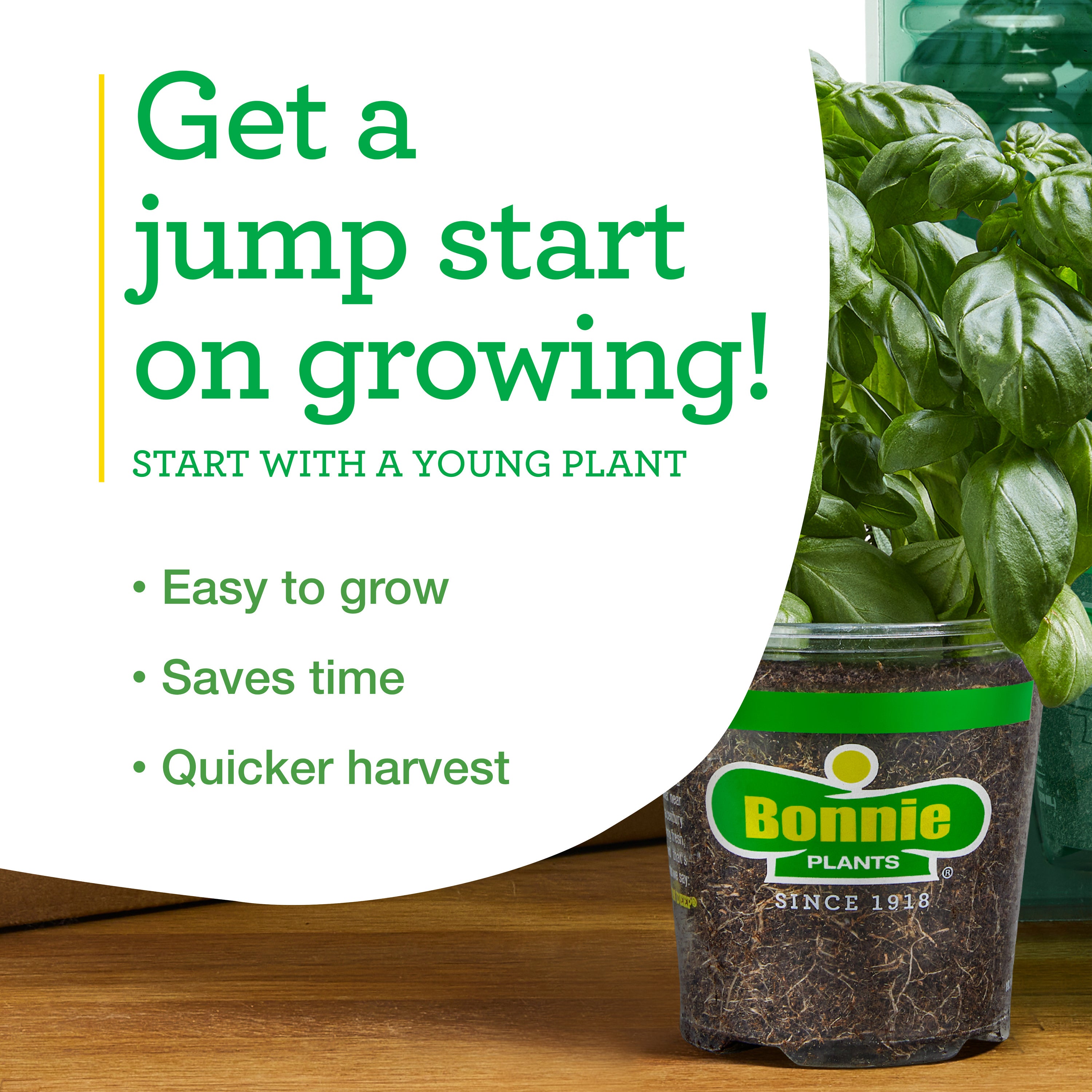 Greek Oregano (2 Pack) – Bonnie Plants