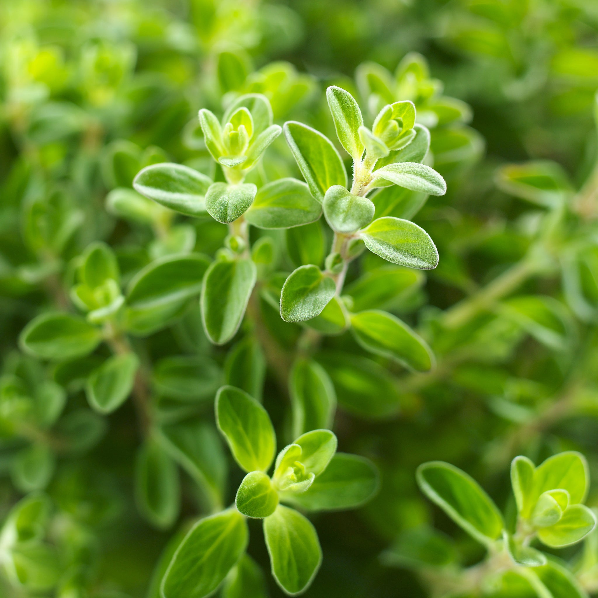 succulent oregano Italian Oregano (2 Pack)