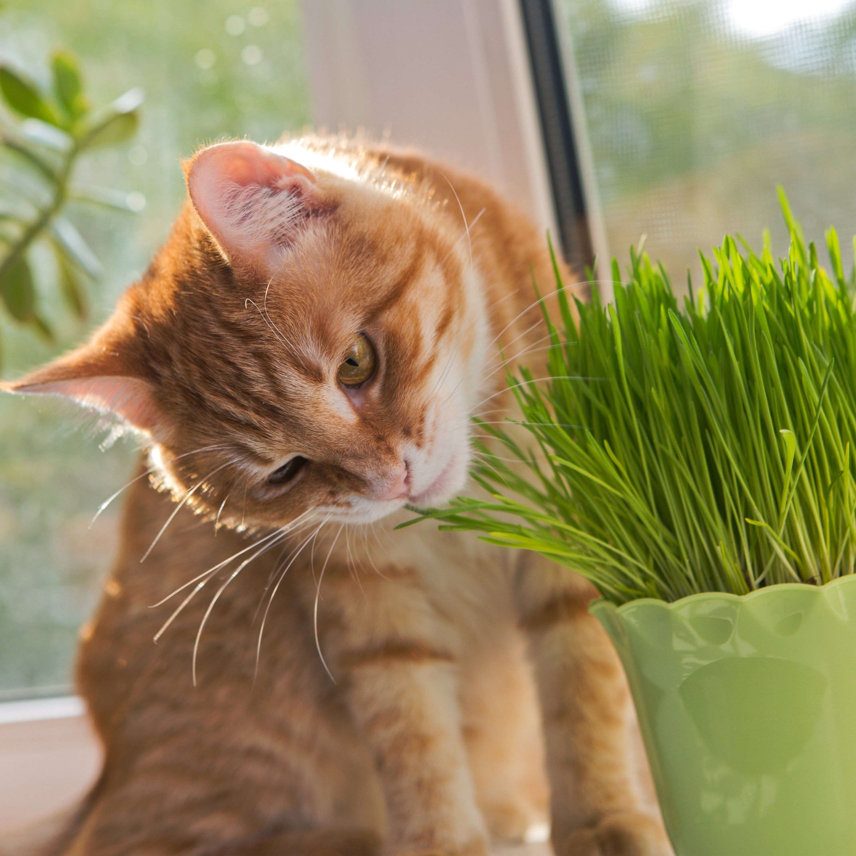 Pet Grass (2 Pack) – Bonnie Plants - Main Image