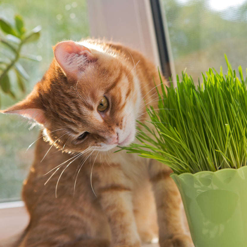 Pet Grass (2 Pack) – Bonnie Plants