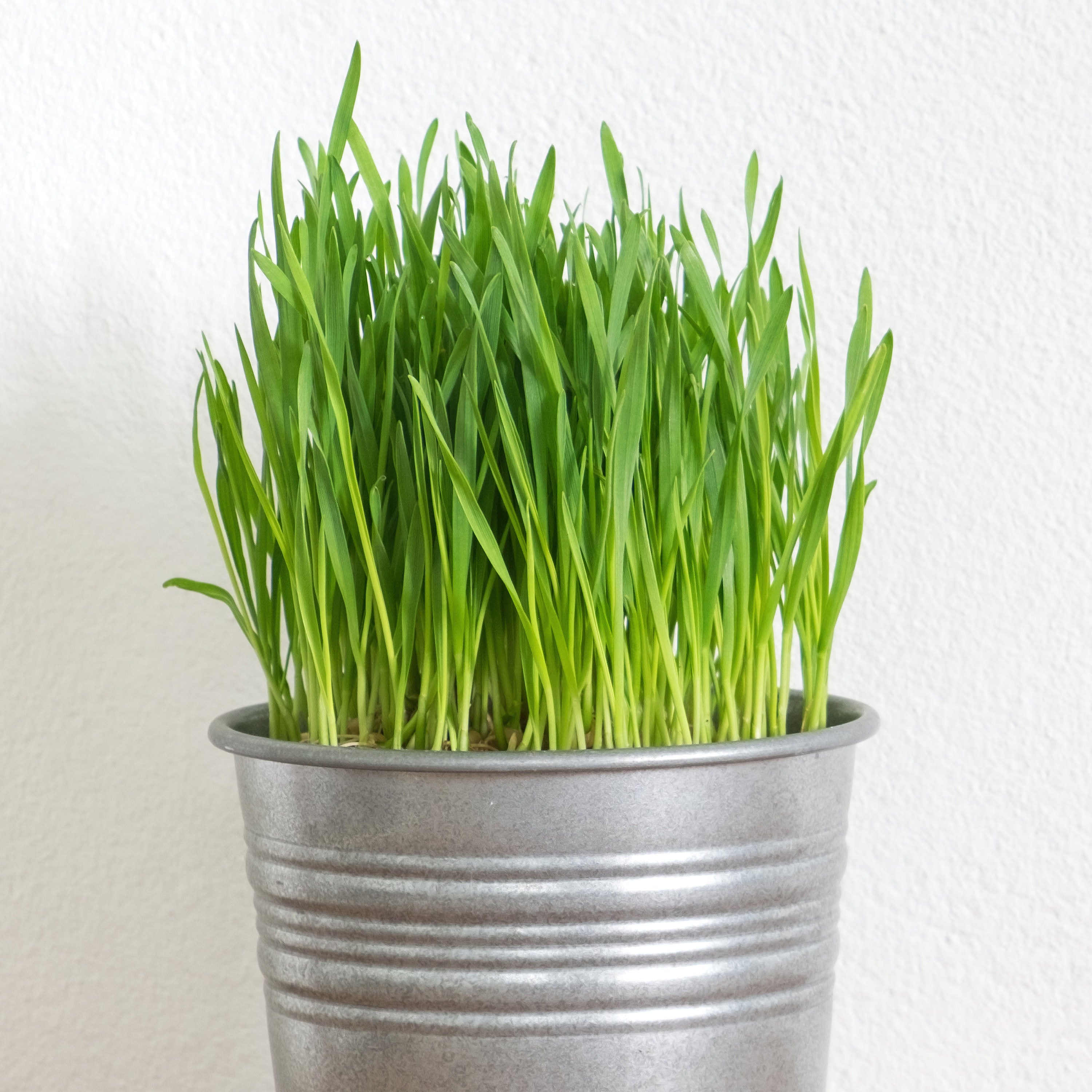 Pet grass clearance