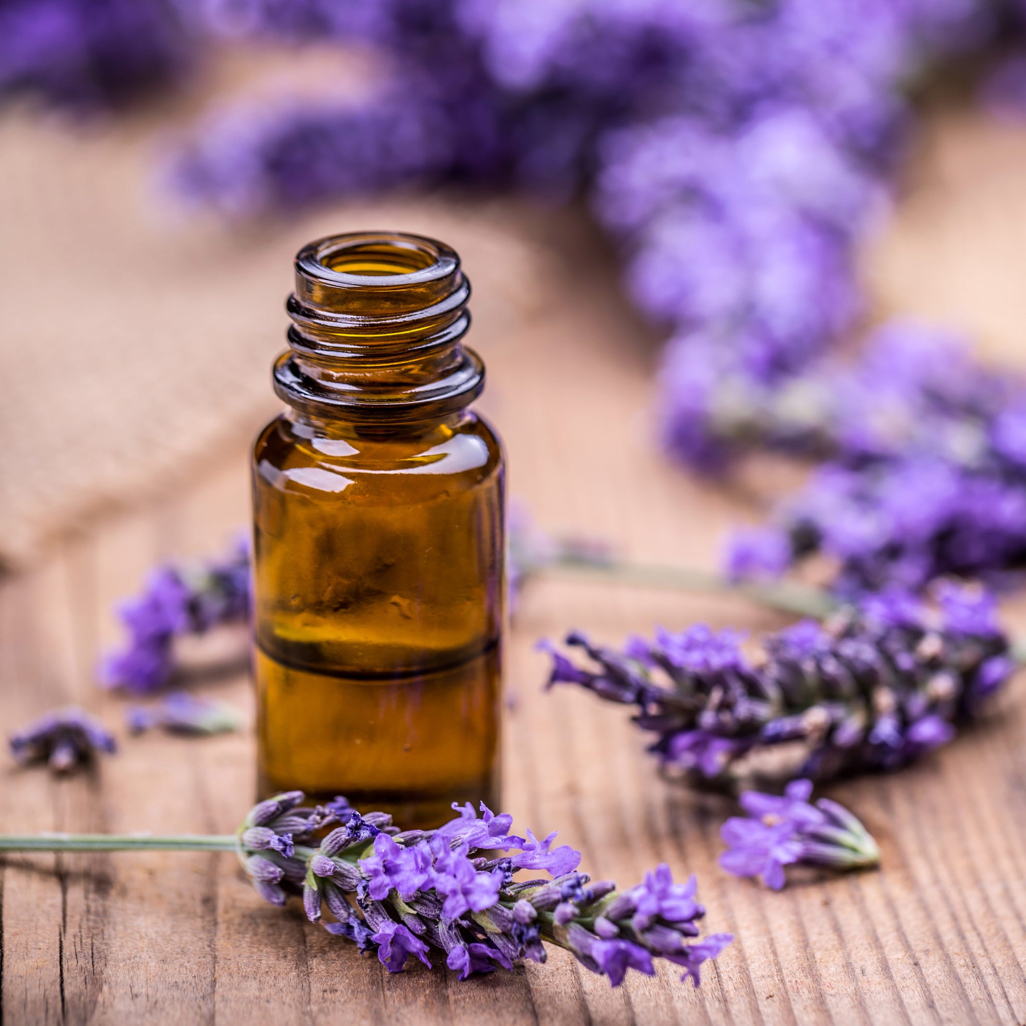 Lavender (2 Pack) – Bonnie Plants