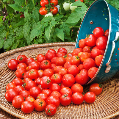 Cherry husky tomato (Cherry Husky, base plant, fruit production, indeterminate variety) Cherry husky tomato