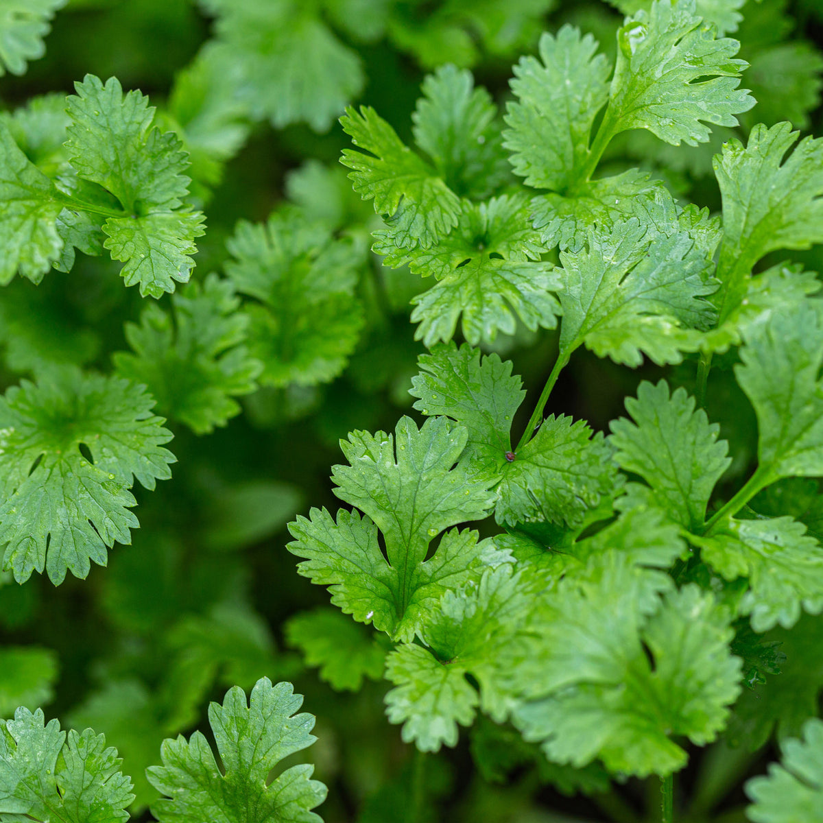 Coluntro Cilantro Plant