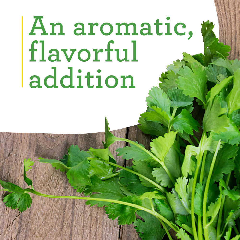 Presentable Cilantro Cilantro (2 Pack) – Bonnie Plants