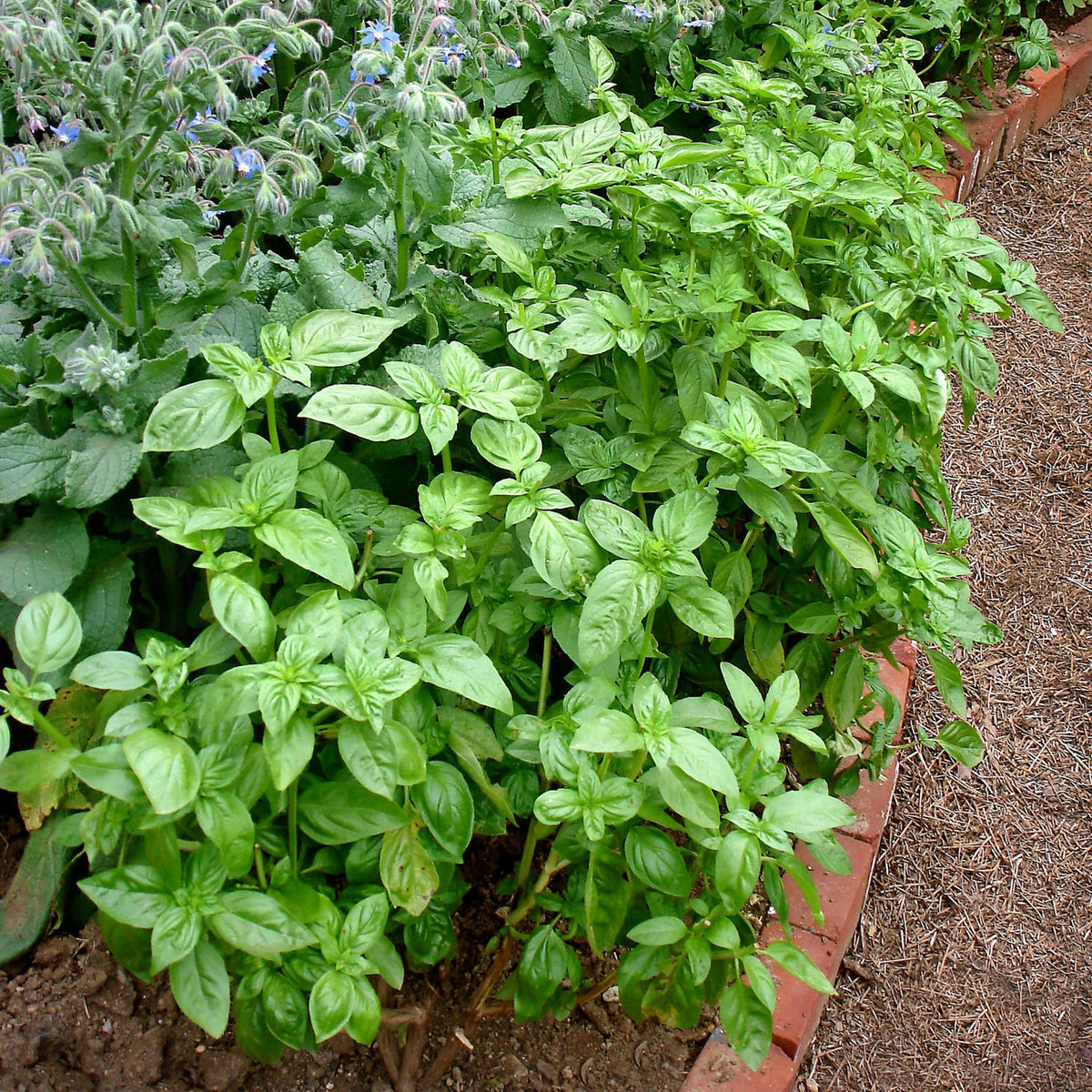 Sweet Basil (2 Pack) – Bonnie Plants