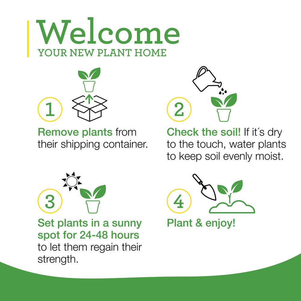 caring for a basil plant potted Sweet Basil (2 Pack) – Bonnie Plants