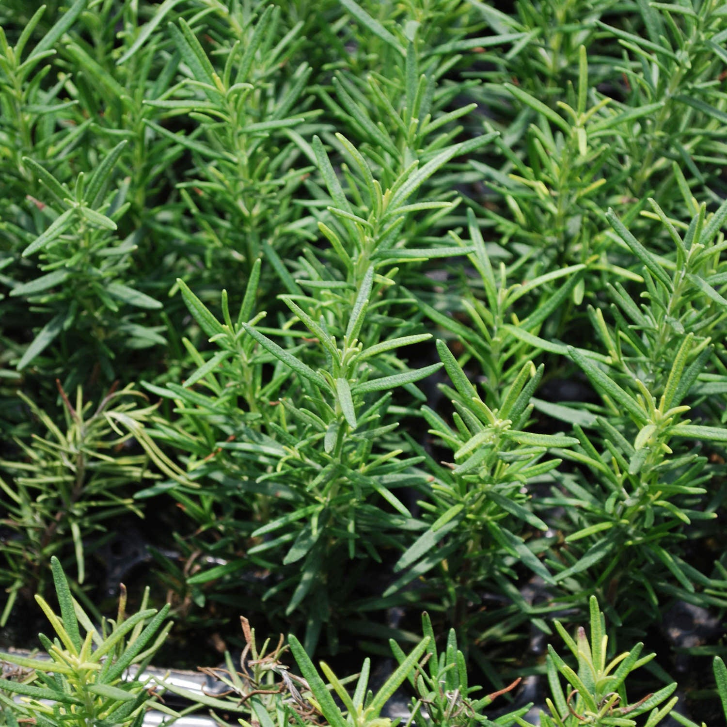Which Rosemary Plant Is Right for You?