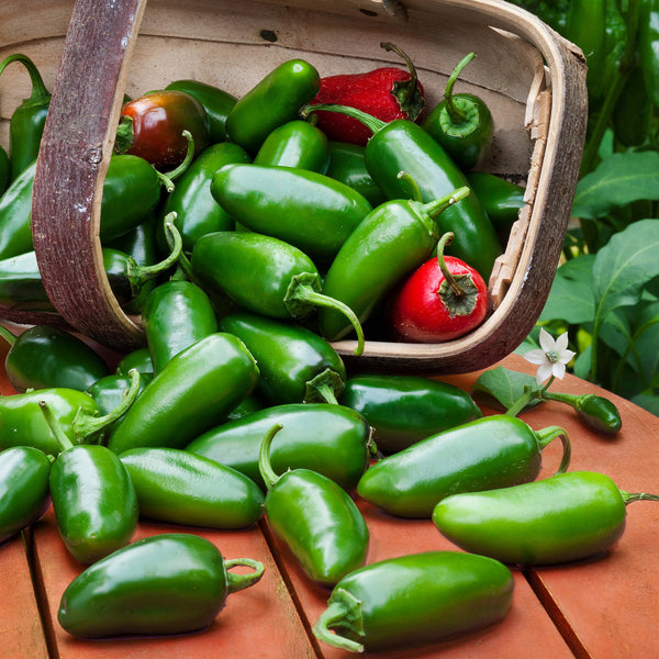 jalapeno plant fertilizer Jalapeno Hot Pepper (2 Pack) – Bonnie Plants
