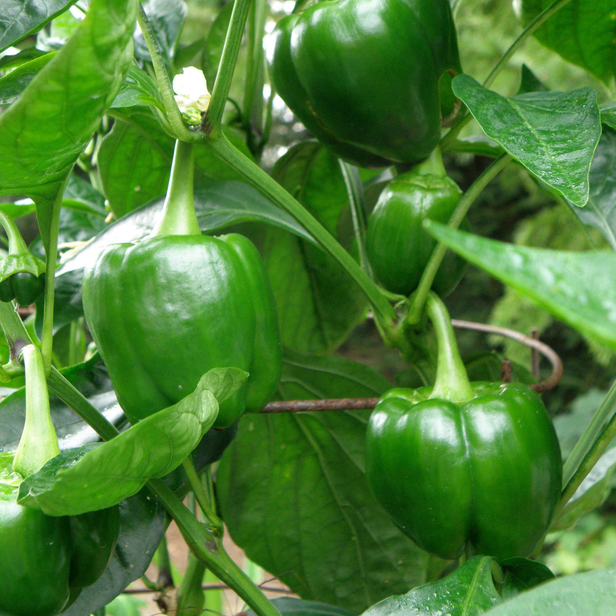Sweet Green Bell Pepper (2 Pack) – Bonnie Plants
