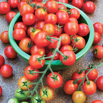 Determinate & Indeterminate Tomatoes & Other Tomato Growing Terms – Bonnie  Plants
