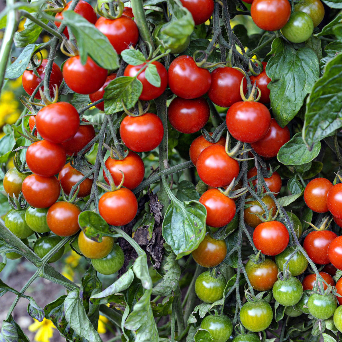 Super Sweet 100: The Luscious Tomato For Summer Delights