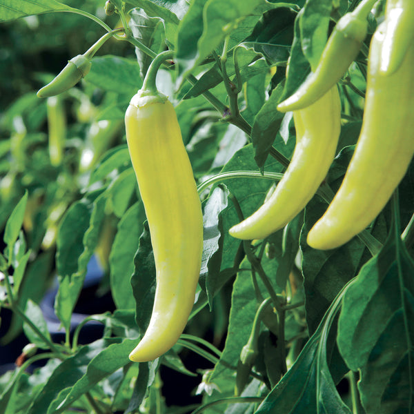 banana pepper plants in pots Banana Hot Pepper (2 Pack) – Bonnie Plants