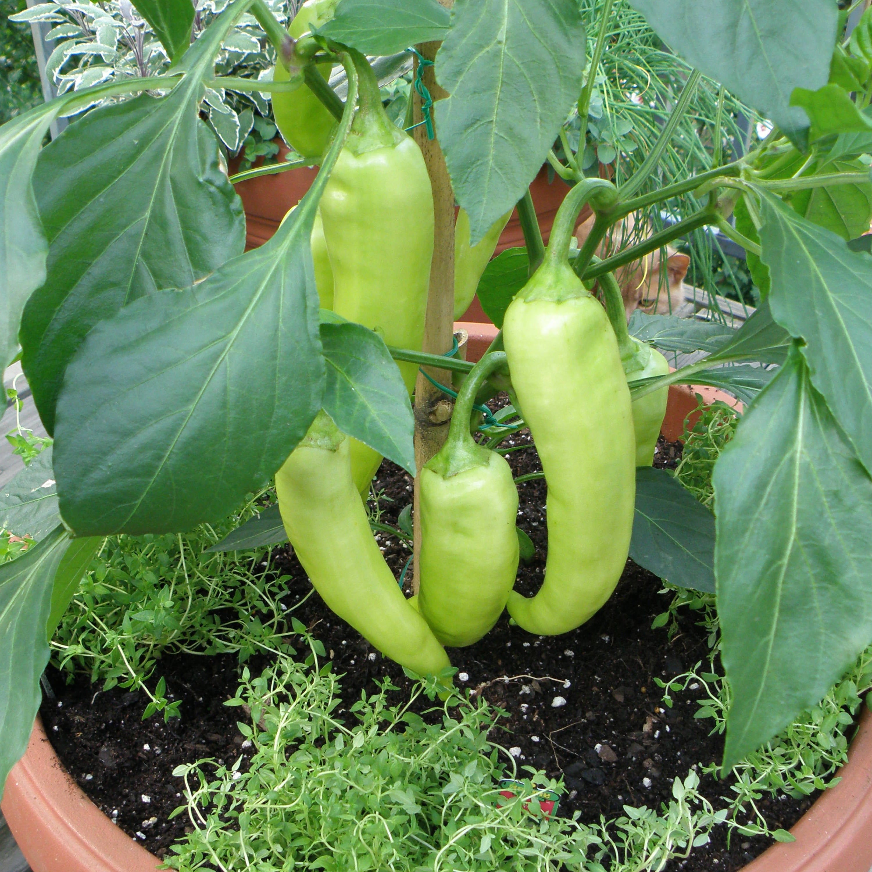 Banana Sweet Pepper 2 Pack