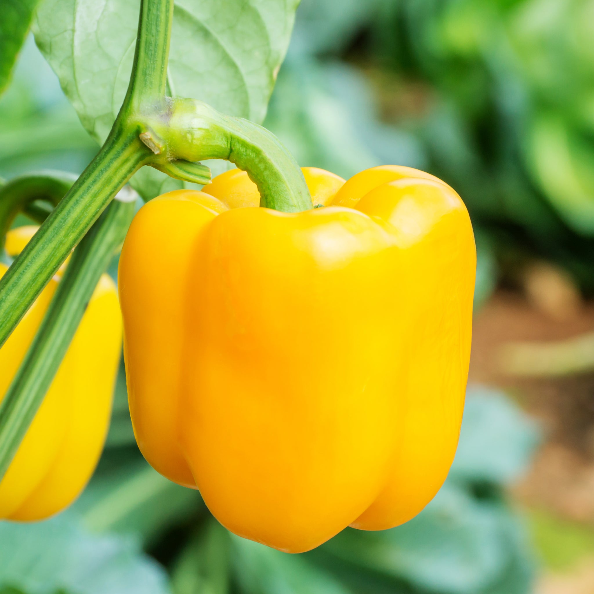 Yellow Bell Pepper (2 Pack) – Bonnie Plants
