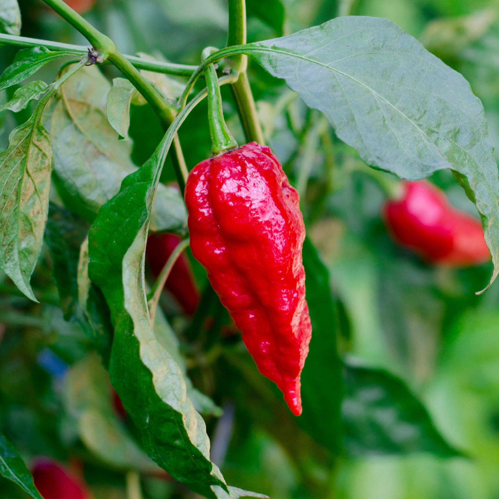 fertilizer for ghost pepper plants Red Ghost Super Hot Pepper (2 Pack)