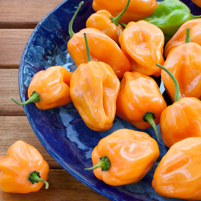 pepper plant habanero hot sauce Habanero Hot Pepper (2 Pack) – Bonnie Plants
