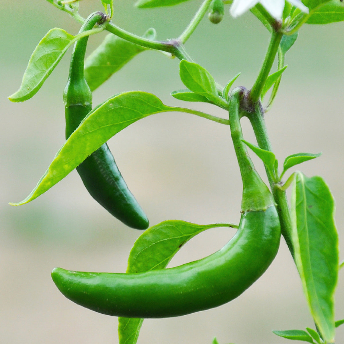 Serrano Hot Chili Pepper Seeds – Non-GMO, Perfect For Salsa & Pico De Gallo – Free Shipping!