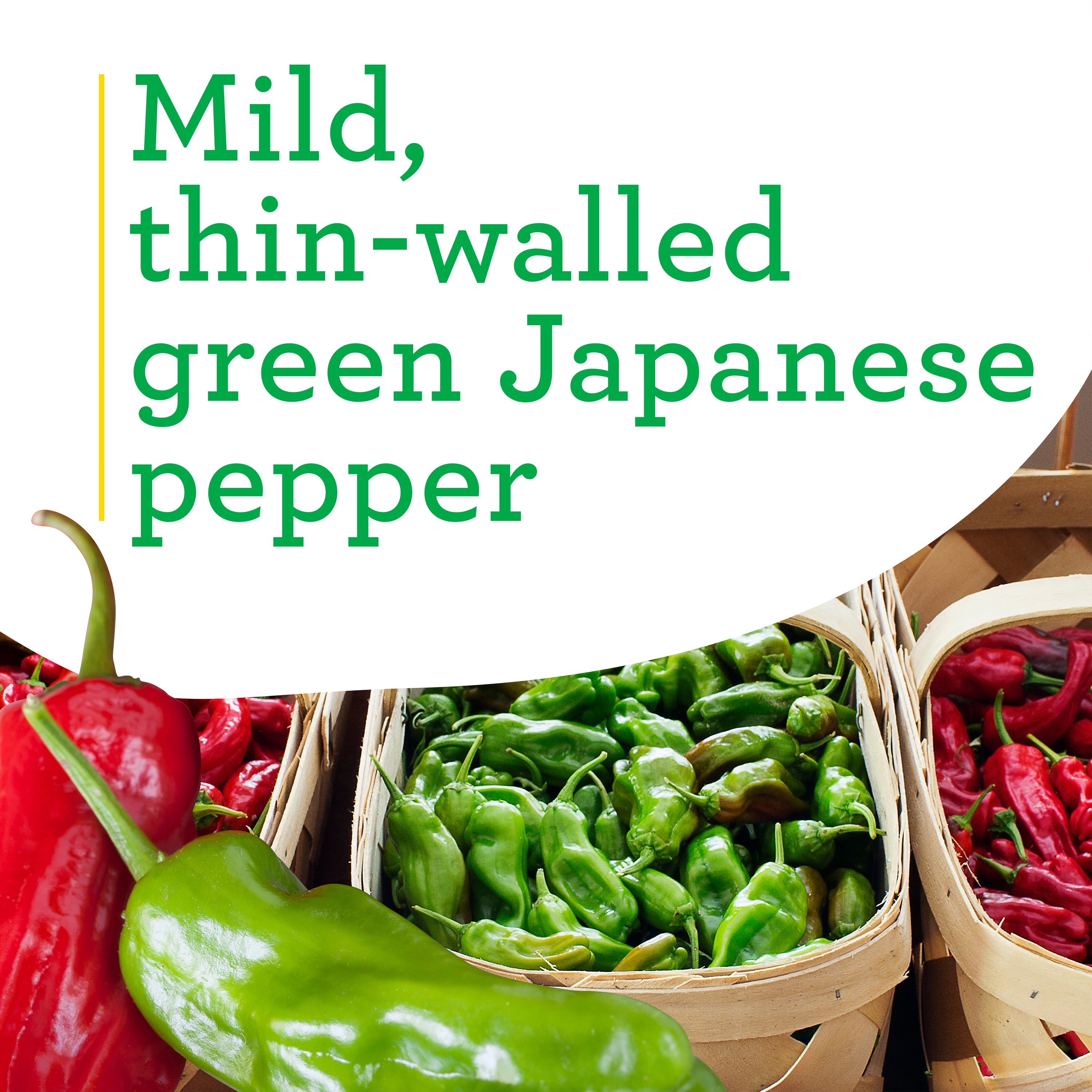 Shishito Pepper (2 Pack) – Bonnie Plants