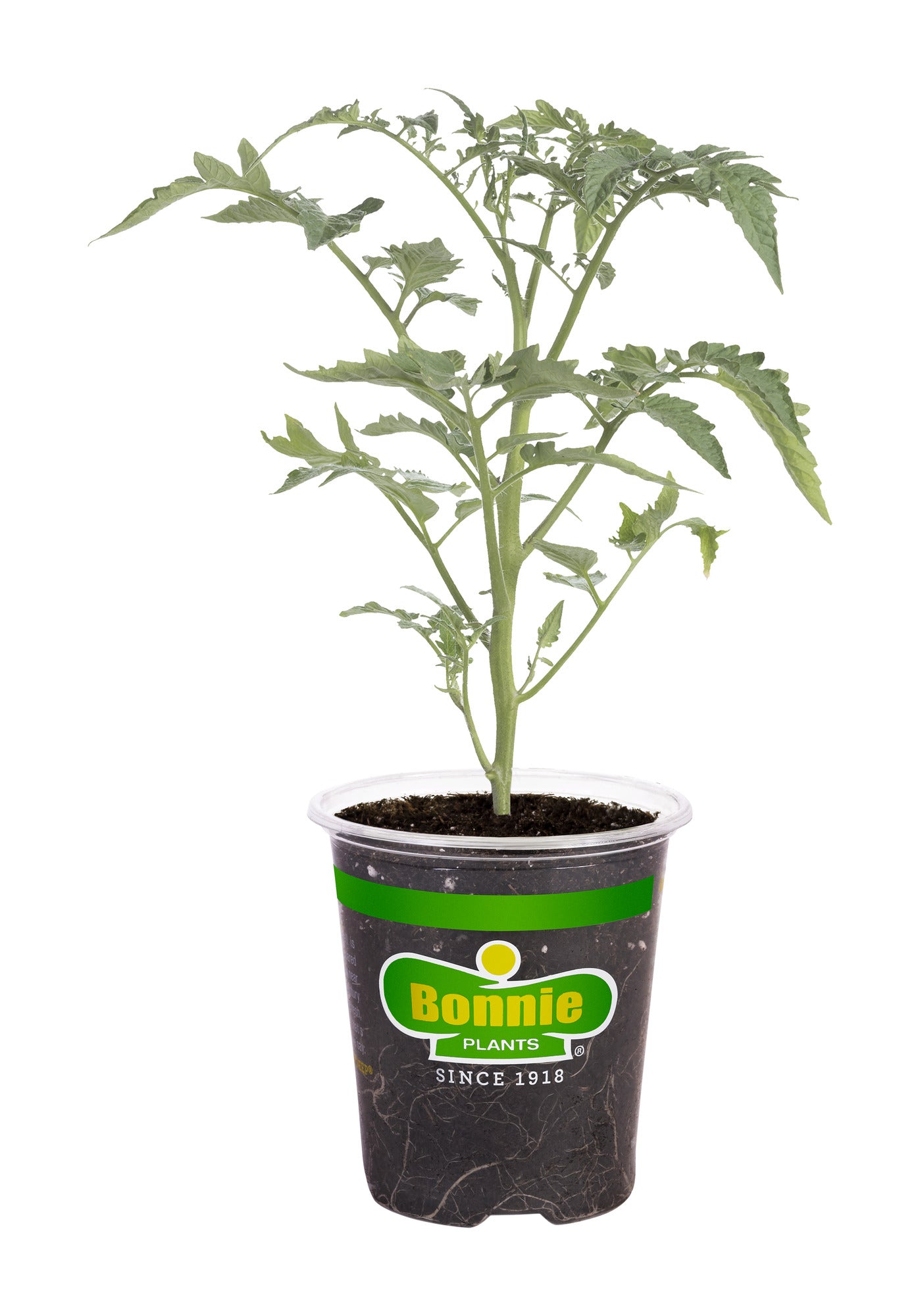 Black Cherry Tomato (2 Pack) – Bonnie Plants
