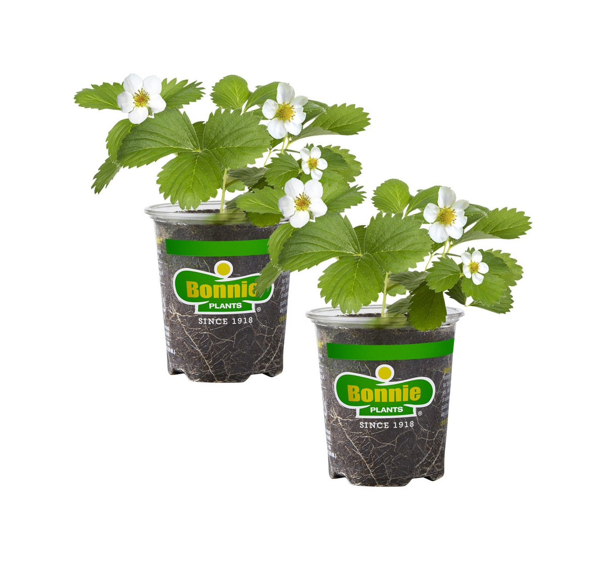 Strawberries (2 Pack) Bonnie Plants