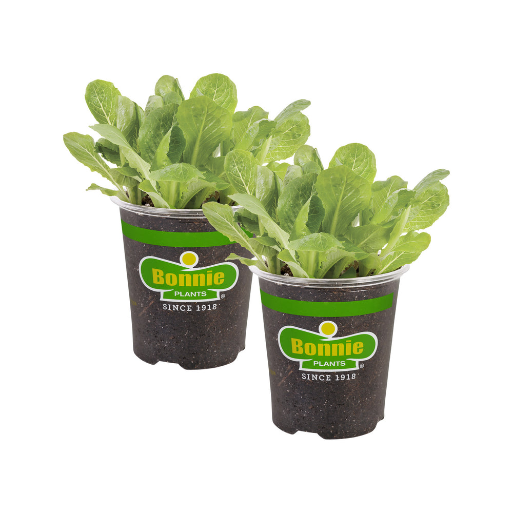 can i plant romaine lettuce in a pot Green Romaine Lettuce (2 Pack)