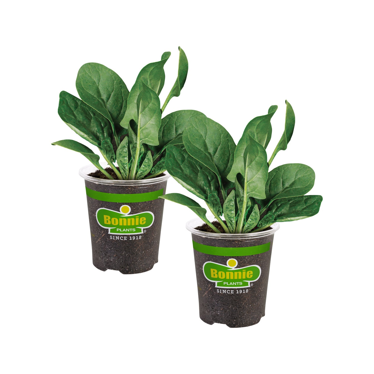 Spinach (2 Pack)