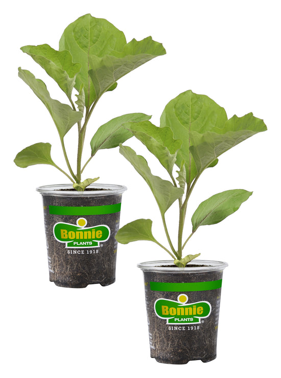 Ichiban Eggplant (2 Pack) Bonnie Plants
