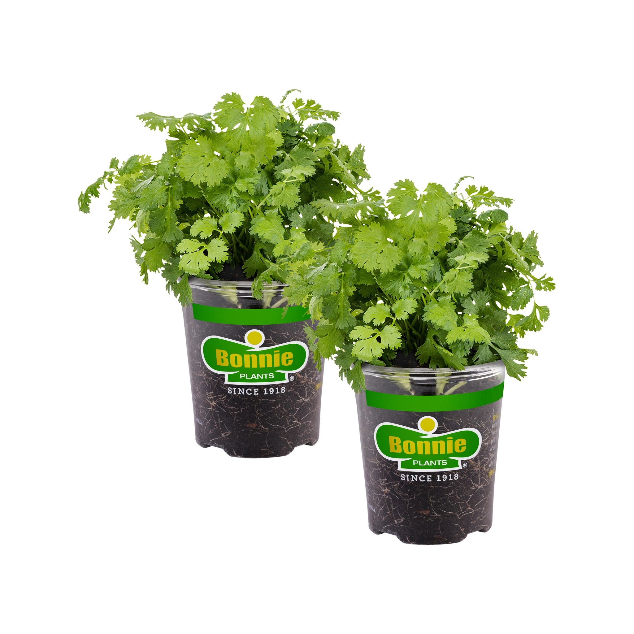 cilantro potted plant Cilantro (2 Pack)