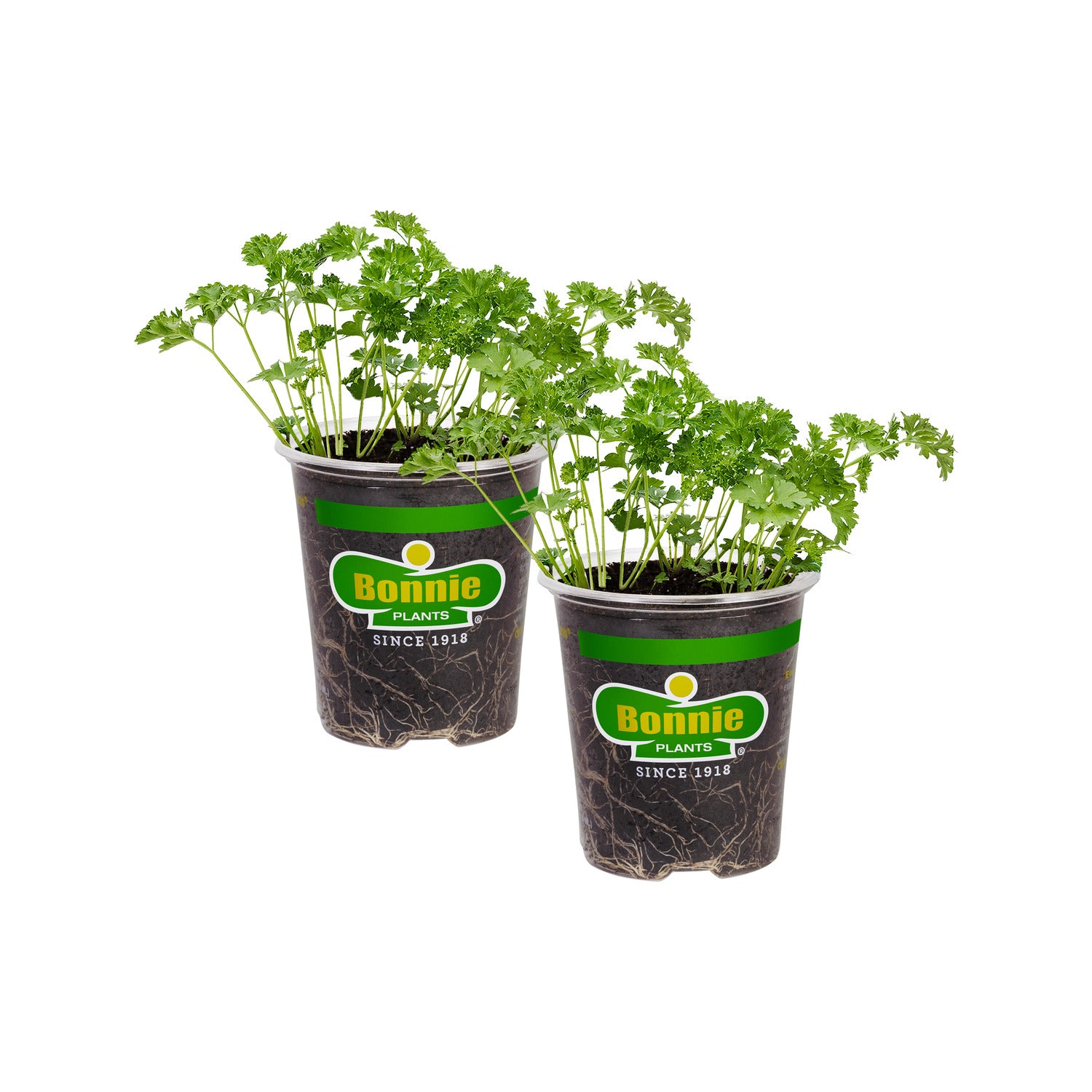 Curled Parsley (2 Pack)