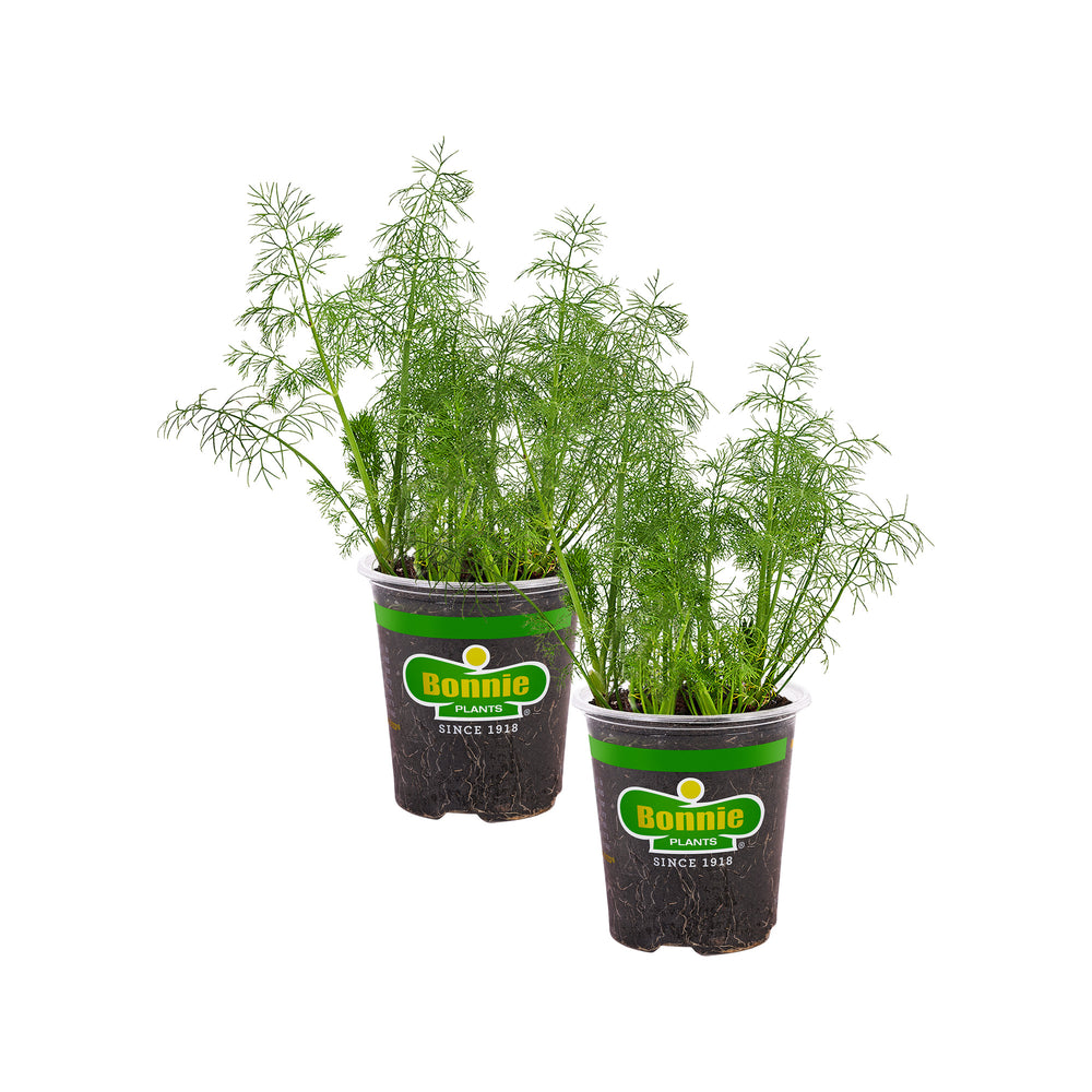 dill plant pot size Dill (2 Pack)