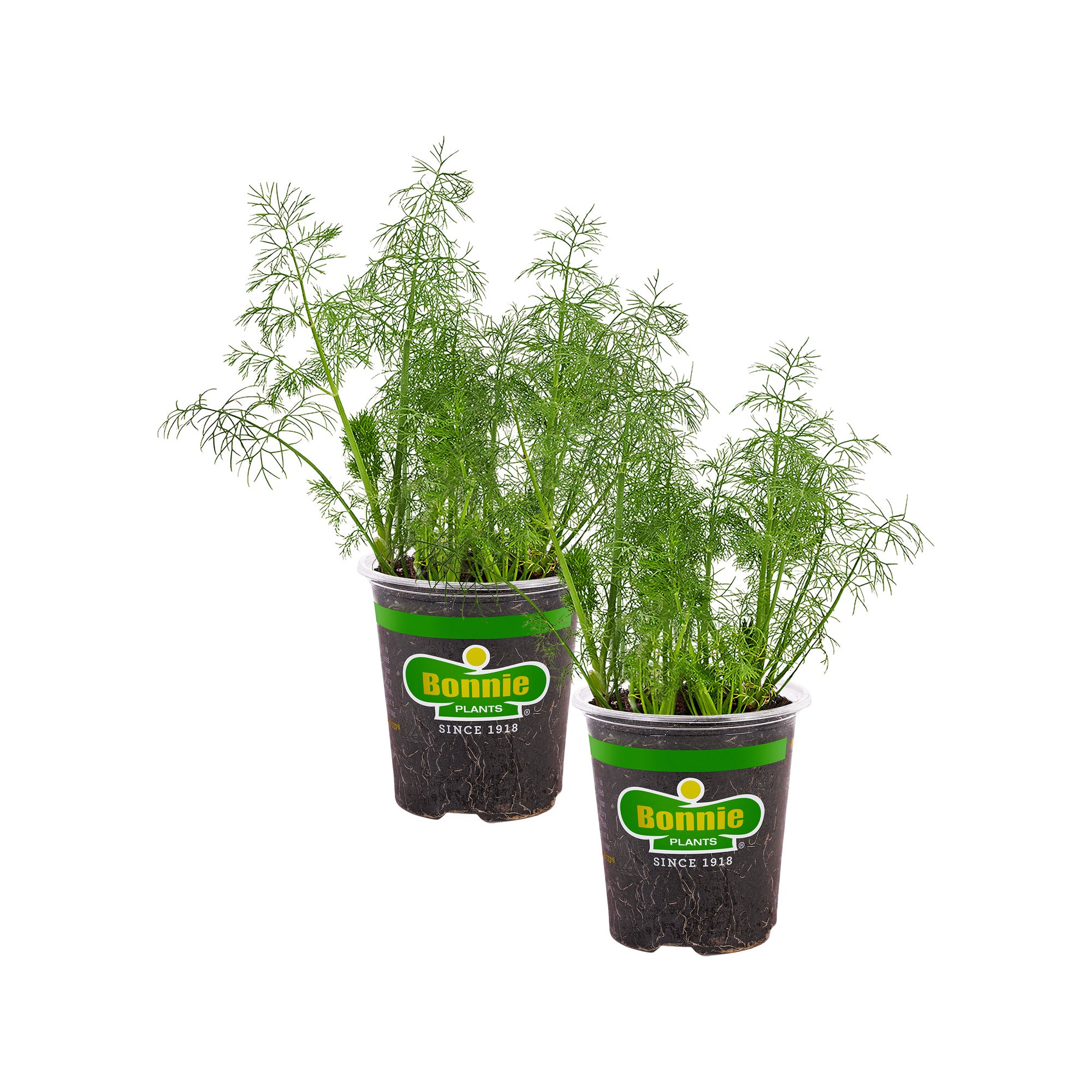 dill plant in pot Dill (2 Pack)