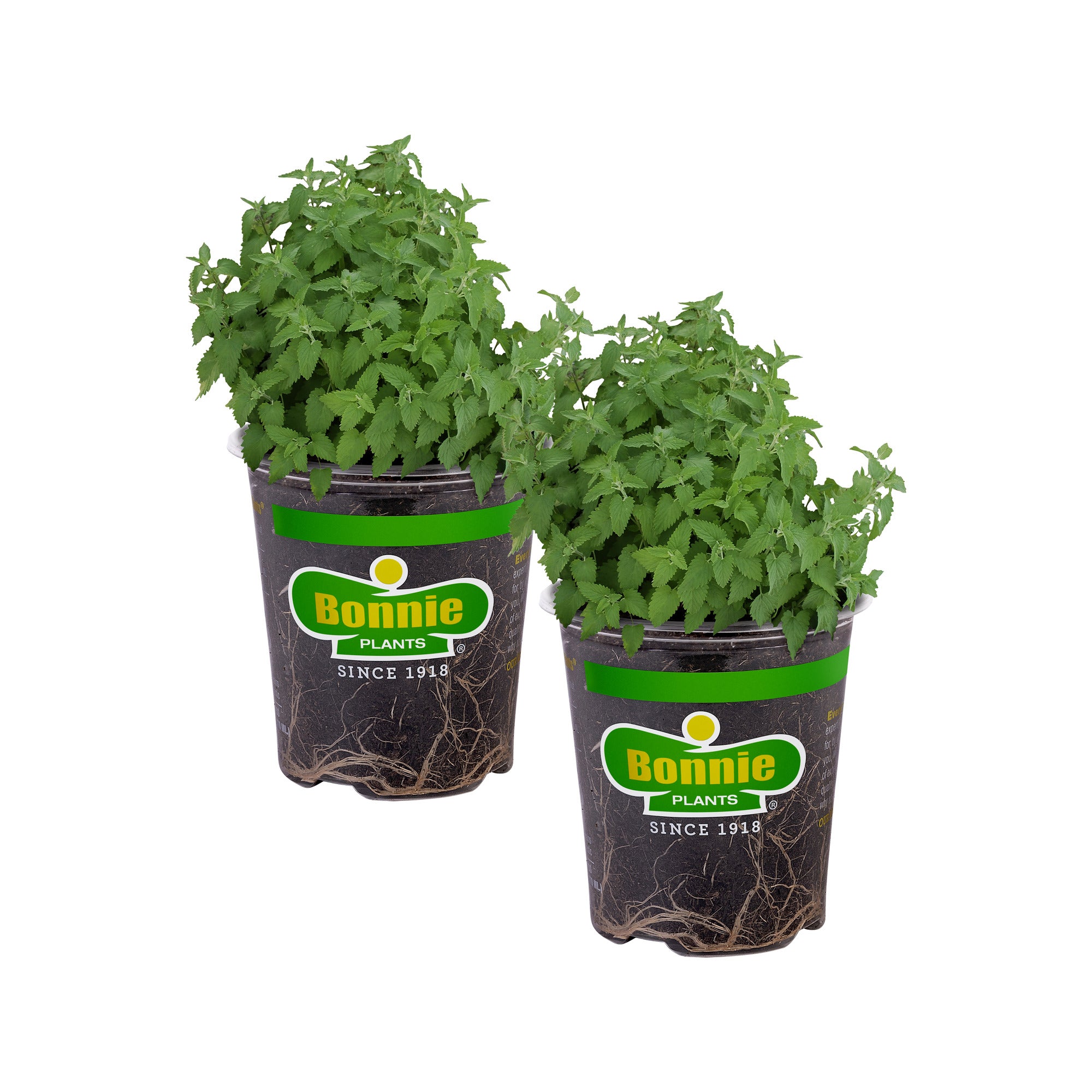indoor catnip plant for cats Catnip (2 Pack) – Bonnie Plants