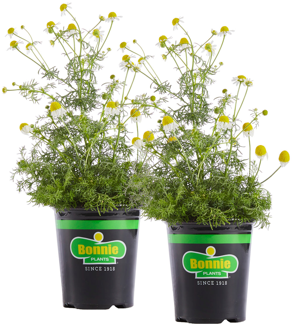 chamomile tea for indoor plants Chamomile (2 Pack)