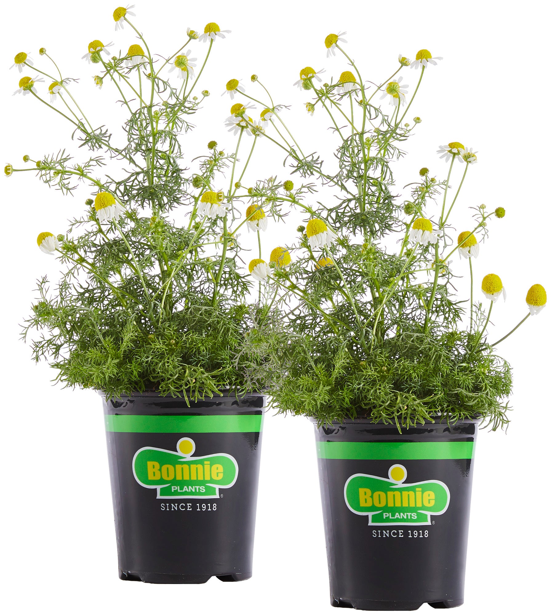 potted chamomile plant Chamomile (2 Pack)