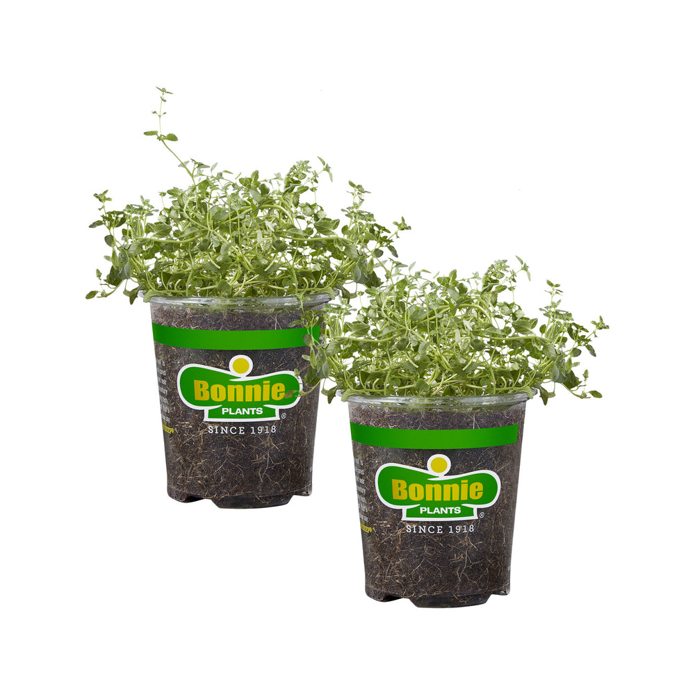 potted thyme plant English Thyme (2 Pack)
