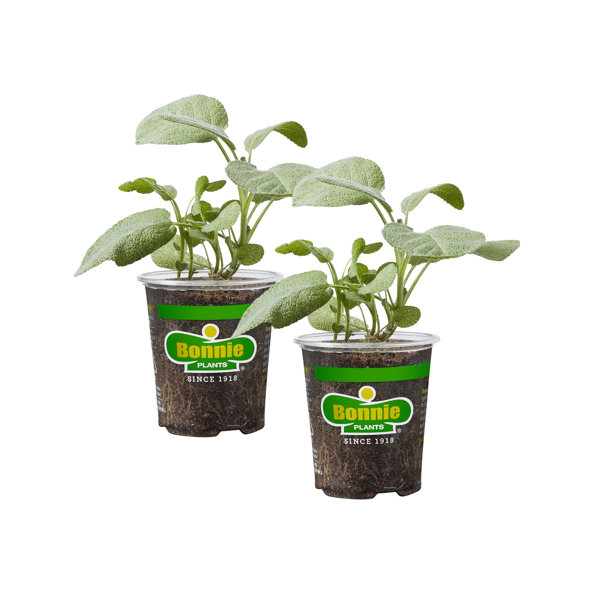 sage plant care in pots Garden Sage (2 Pack) – Bonnie Plants