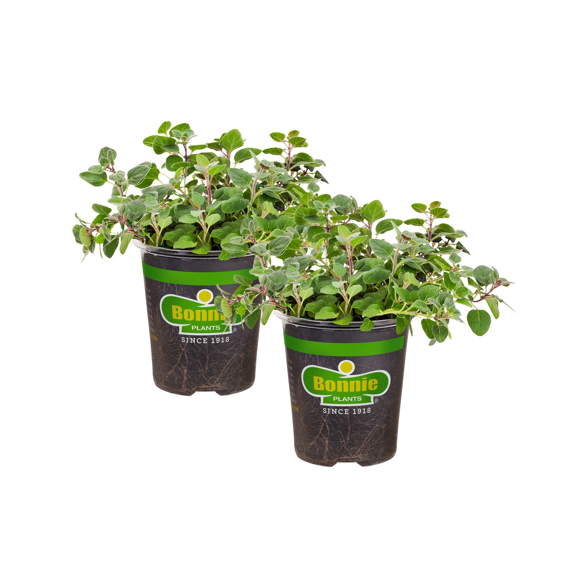 oregano indoor plant Greek Oregano (2 Pack) – Bonnie Plants