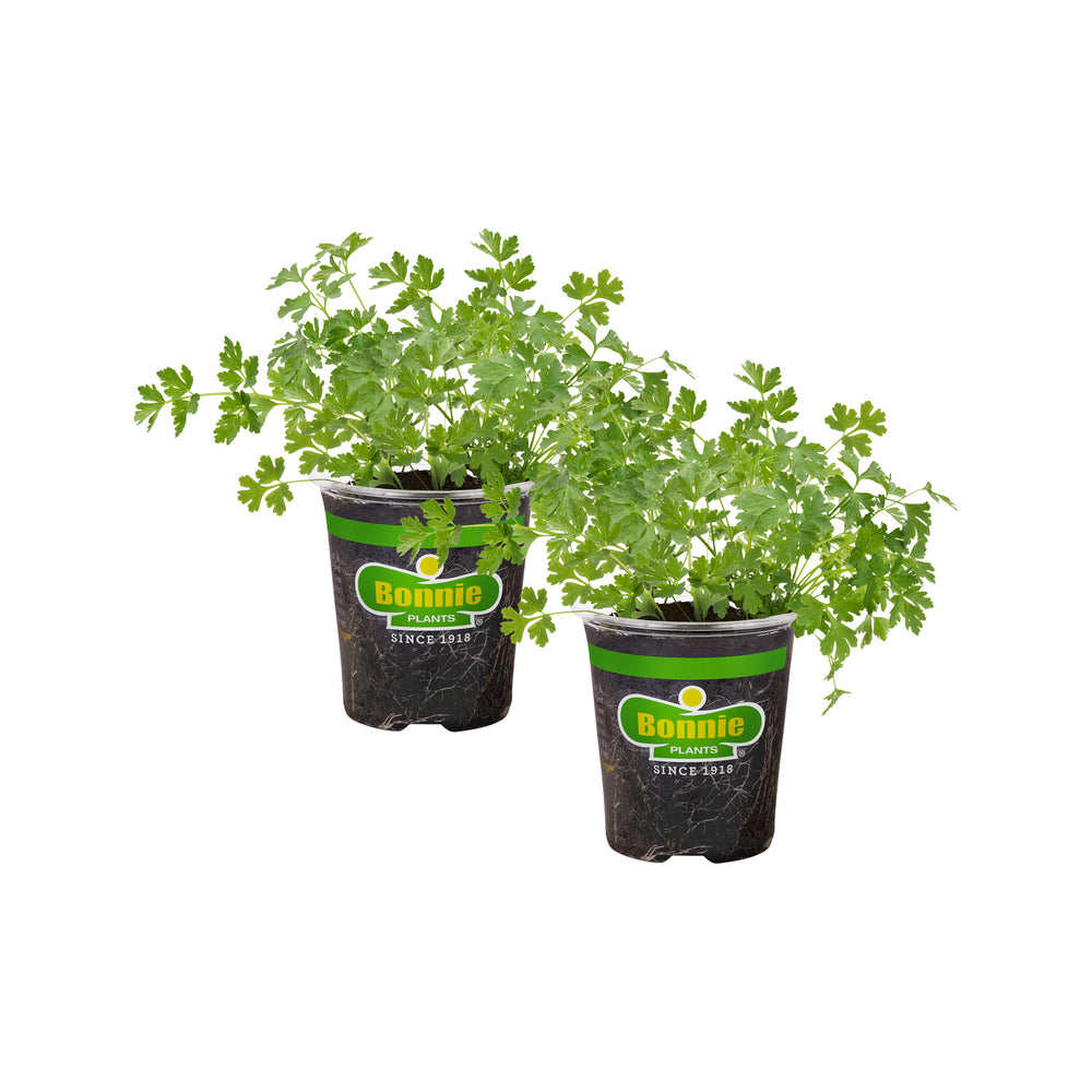 house plant that looks like parsley Italian Flat Parsley (2 Pack) – Bonnie Plants