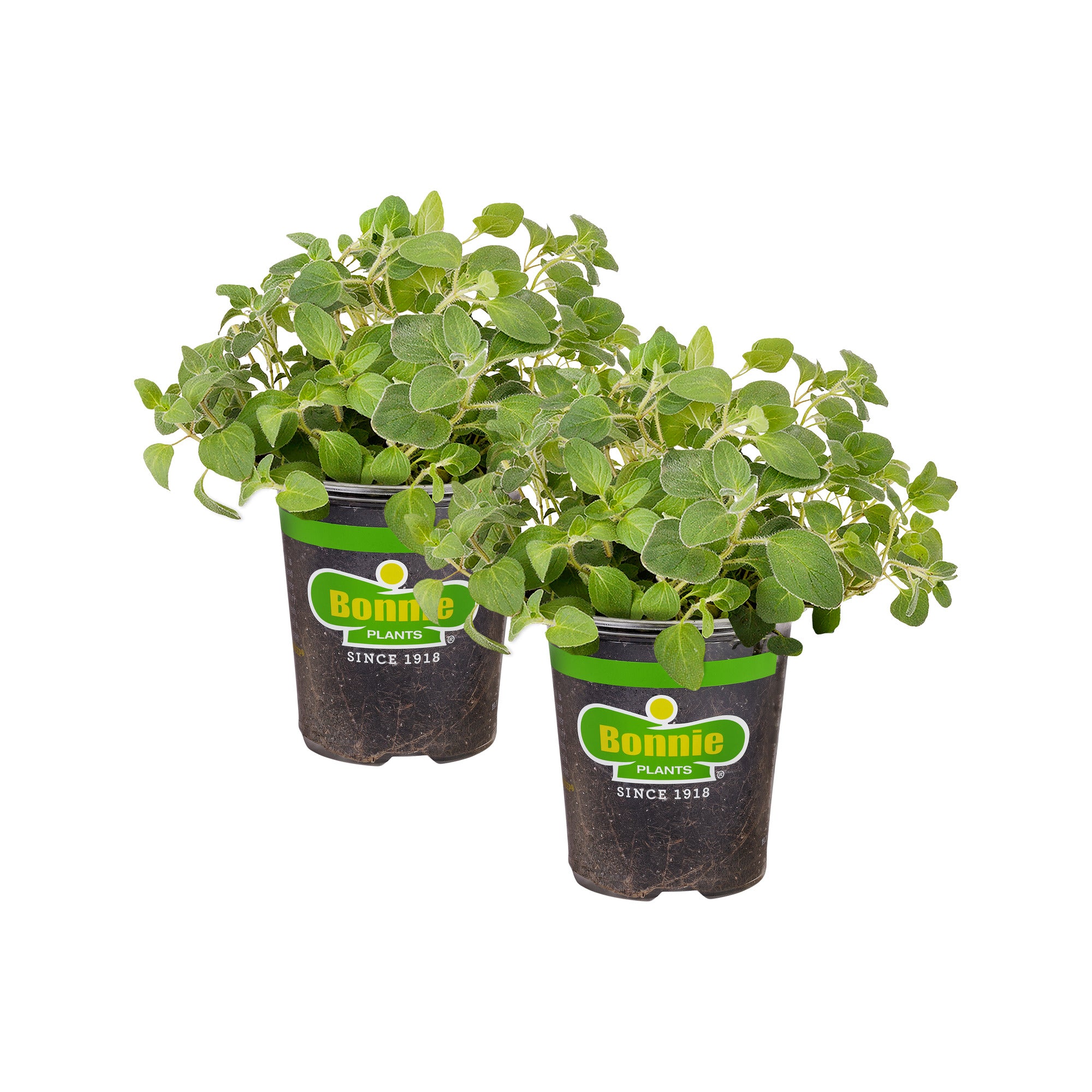indoor oregano plant Italian Oregano (2 Pack) – Bonnie Plants