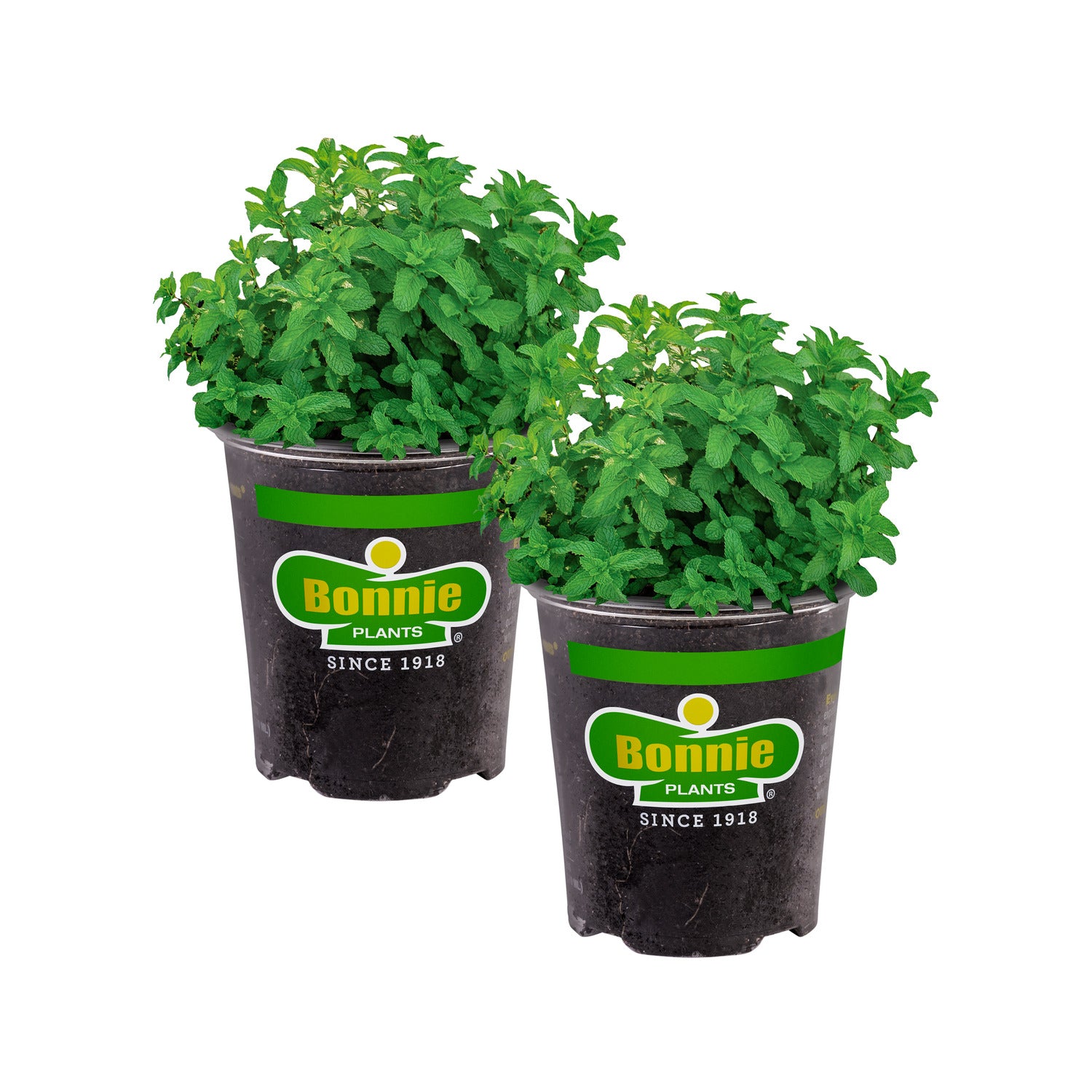 lemon balm plant for snakes Lemon Balm (2 Pack) – Bonnie Plants