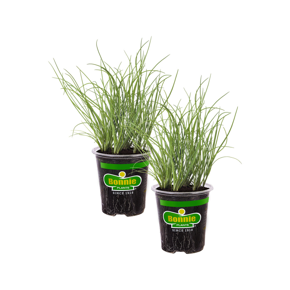 chives plant indoors Chives (2 Pack) – Bonnie Plants