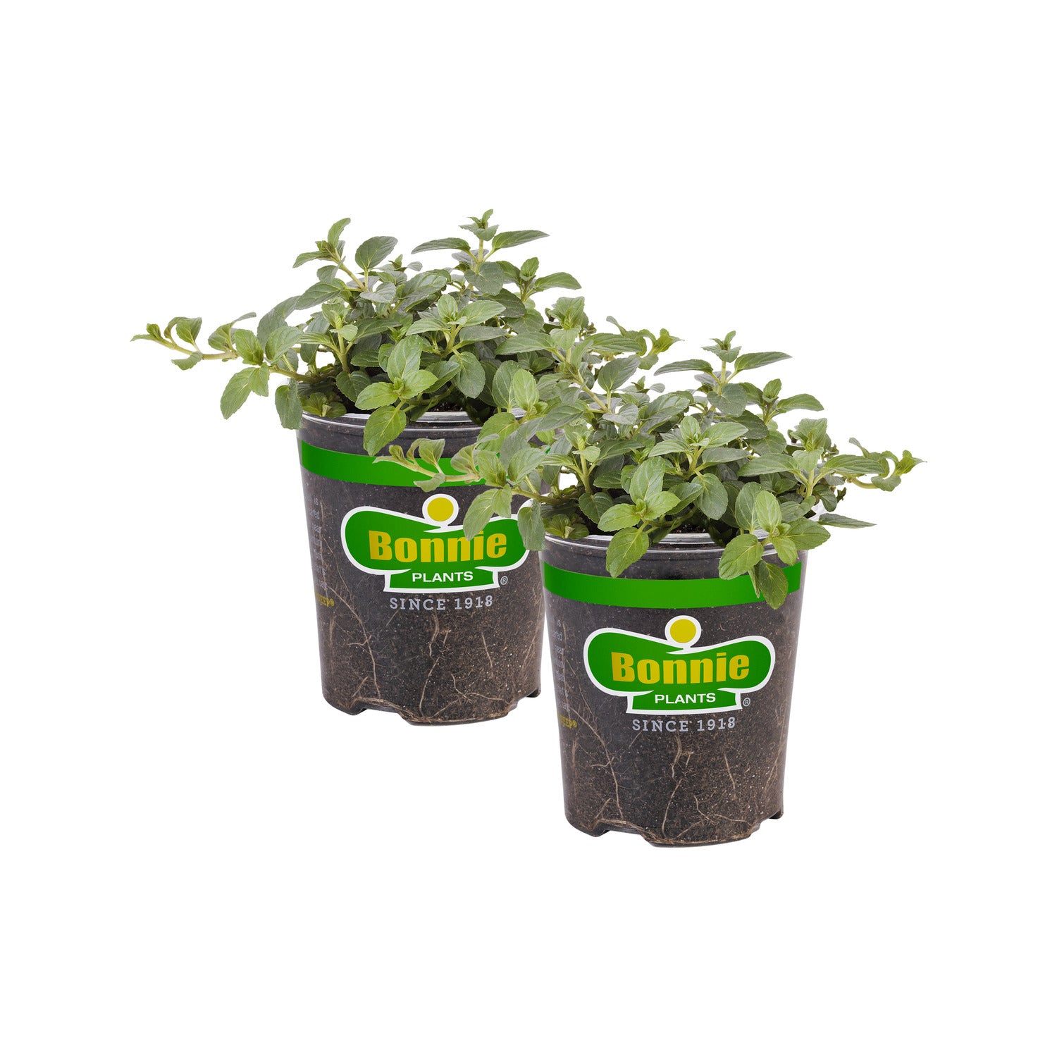 ミントン　希少！モンキーツリー　ボンボニエール Peppermint Mint (2 Pack) – Bonnie Plants