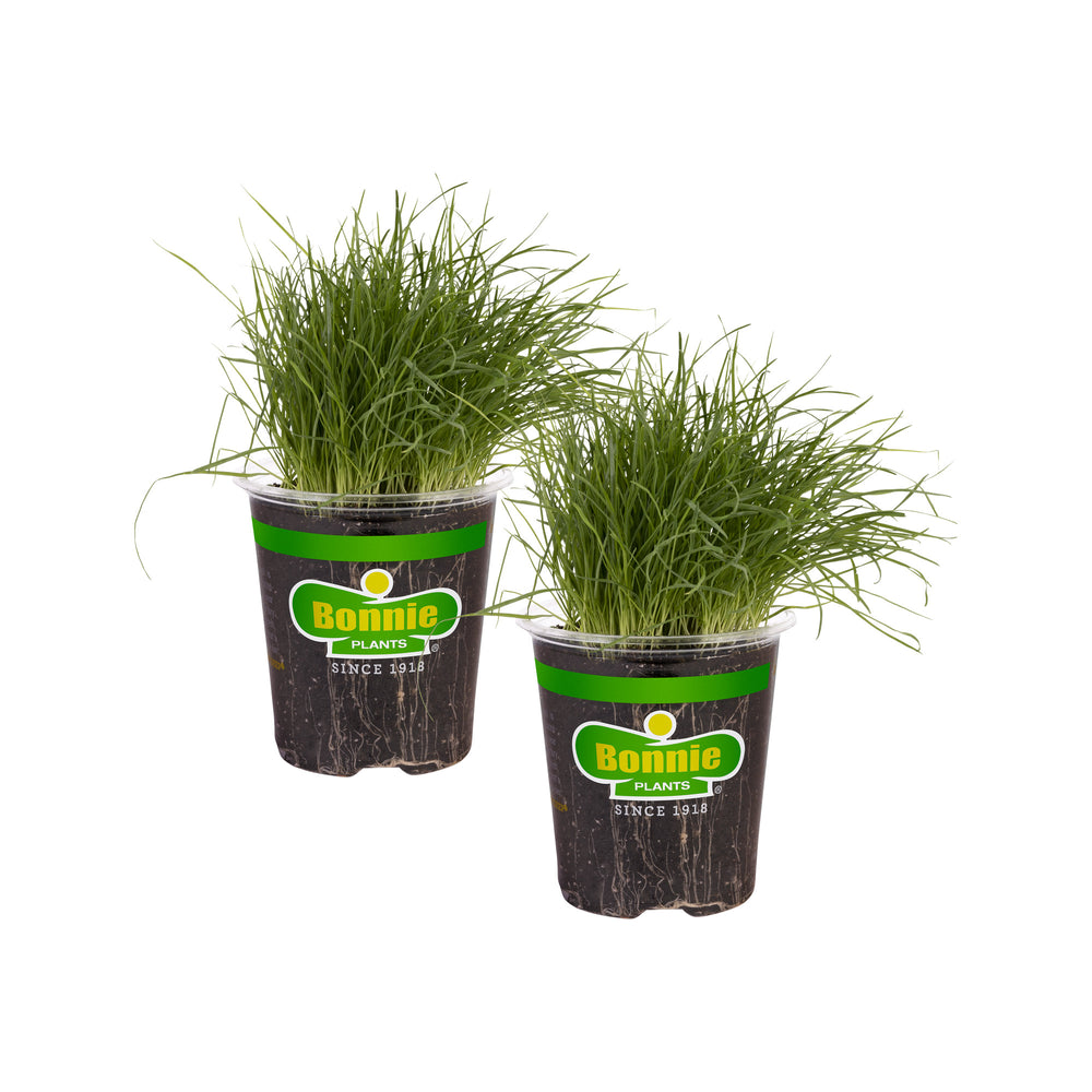 potted grass plant Pet Grass (2 Pack) – Bonnie Plants