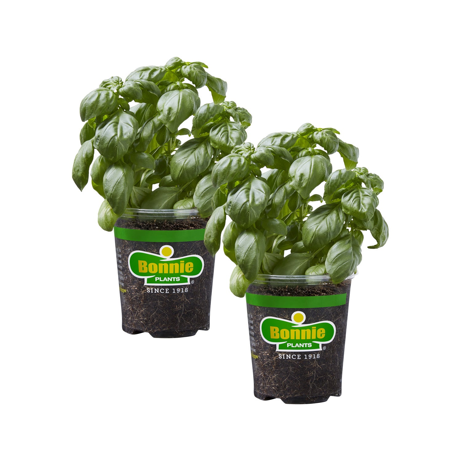 Sweet Basil 2 Pack Bonnie Plants