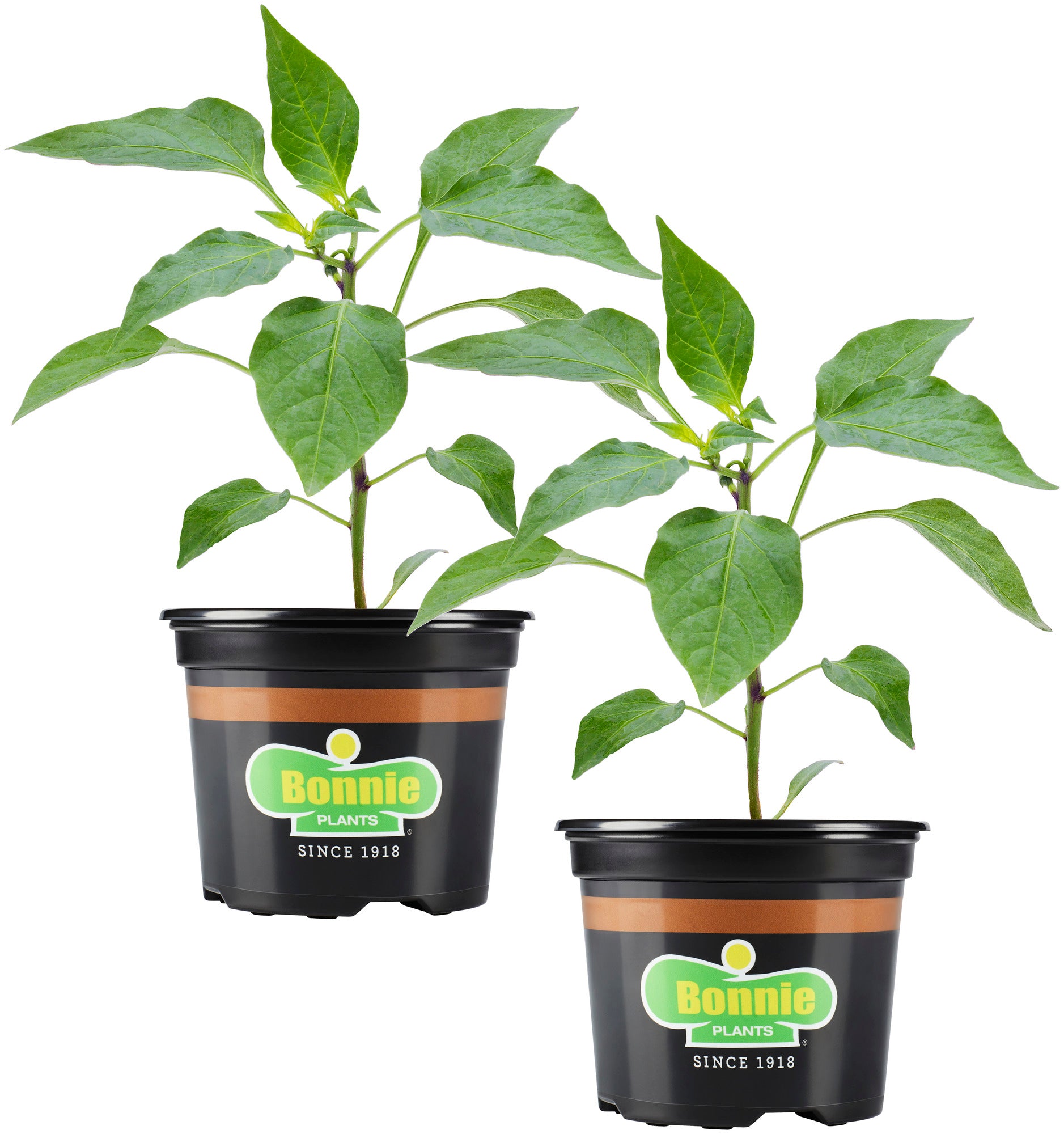 Carolina Reaper Pepper (2 Pack) – Bonnie Plants