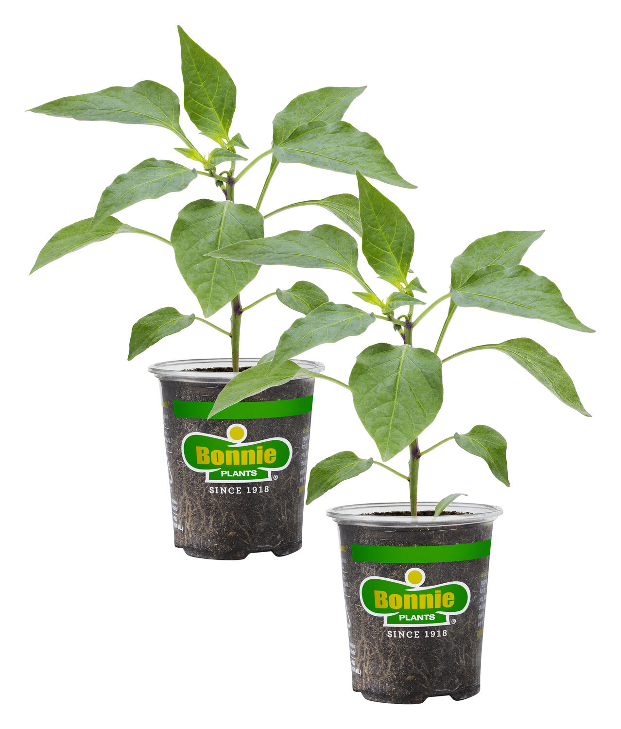 Jalapeno Hot Pepper (2 Pack) Plants