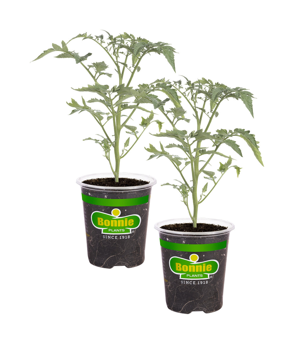 Early Girl Tomato (2 Pack)