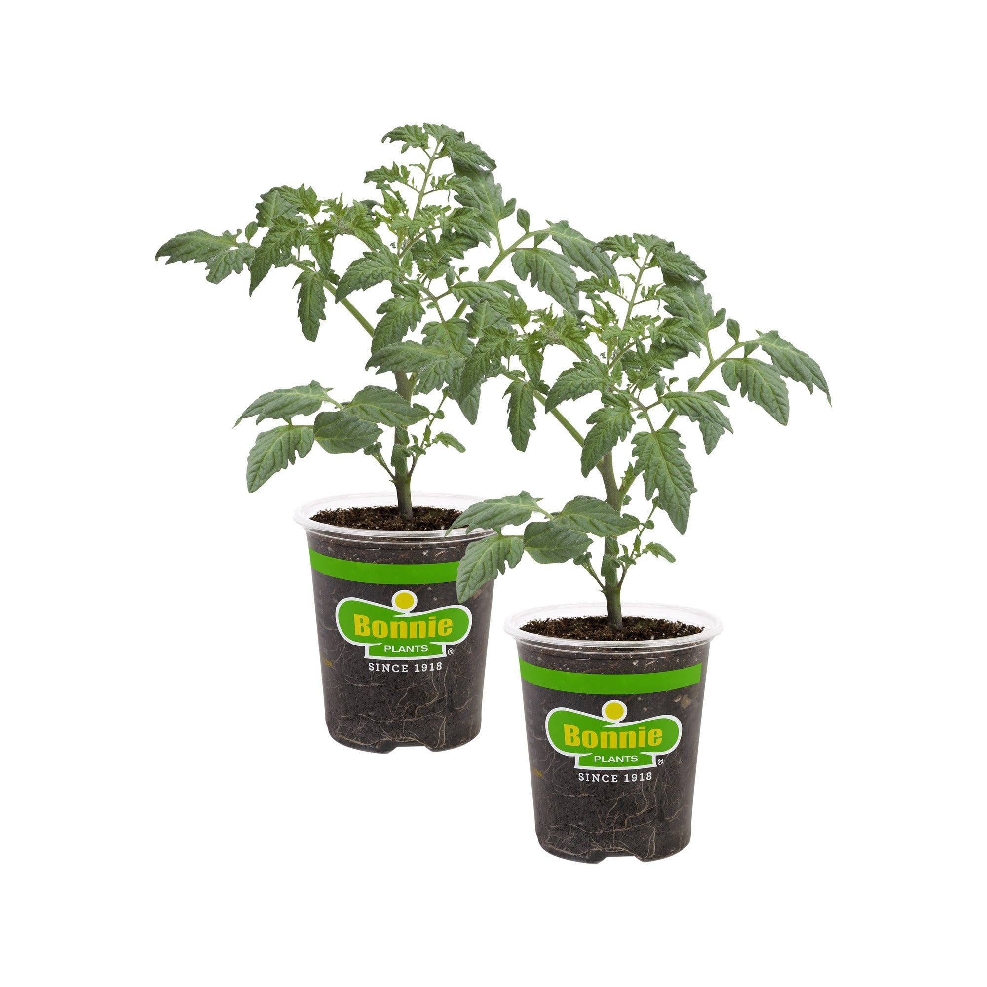 roma succulent Roma Tomato (2 pack)