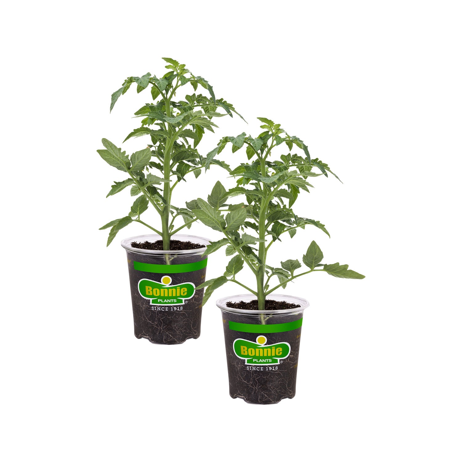 Tidy Rose Tomato (2 Pack) – Bonnie Plants
